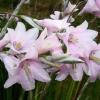 Dierama latifolium / Angel's Fishing Rod or Broad Leaved Hairbell / Seeds