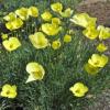 Eschscholzia caespitosa 'Sundew' / Tufted Californian Poppy / Seeds