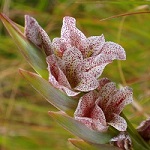 Gladioli