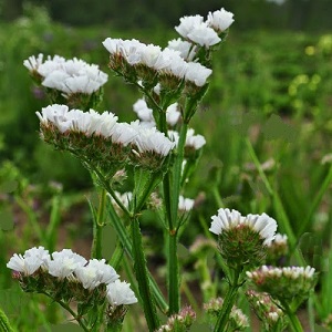 Limonium sinuatum 'Iceberg’ / Pure White / Statice or Sea Lavender / Seeds