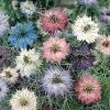 Nigella damascena ‘Persian Jewels Mixed’  / Love-in-a-Mist / Seeds