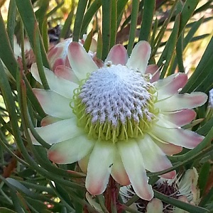 Protea scolymocephala / Thistle Protea / Seeds