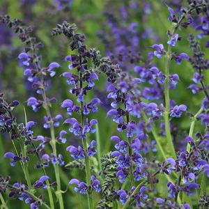 Salvia pratensis / Meadow Clary / Wildflower / Seeds