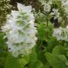 Salvia sclarea 'Vatican White' / White Clary Sage / Seeds