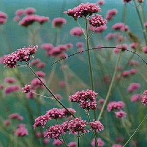 Verbena bonarienssis or Verbena 'Buenos Aires' / Seeds