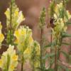 Linaria vulgaris / Common Toadflax / British Wildflower / Seeds