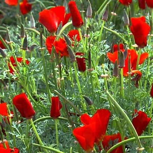 Eschscholzia californica ‘Red Chief’ / Californian Poppy / Seeds