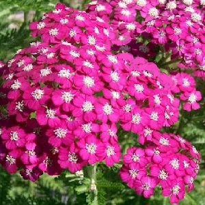 Achillea millefolium 'Cerise Queen' / Yarrow / Seeds