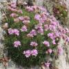 Armeria maritima ssp maritima / Seathrift / Wildflower /  Seeds