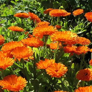 Calendula officinalis 'Orange King' / Pot Marigold / Seeds