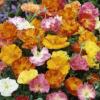 Eschscholzia californica ‘Ballerina Mix’ / Californian Poppy / Seeds