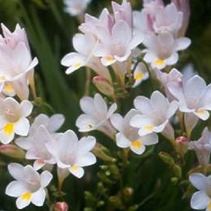 Freesia alba / White Freesia / Spring Flowerng Bulb / Seeds