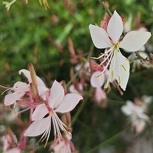 Whirling Butterflies flower into autumn