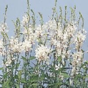 Gaura (Oenothera) lindheimeri ‘The Bride’ / Whirling Butterflies / Seeds