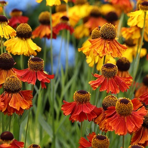 Helenium autumnale 'Red & Gold' / Sneezeweed / Seeds