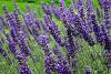 Lavender ‘Munstead’ / Lavandula angustifolia / Dwarf English Lavender / Seeds