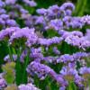 Limonium sinuatum 'Lavender Blue’ / Statice or Sea Lavender / Seeds