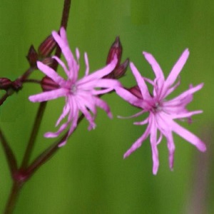 Lychnis flos-cuculi / Ragged Robin / British Wildflower / Seeds