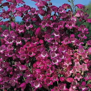 Penstemon x mexicali 'Miniature Bells' / Seeds