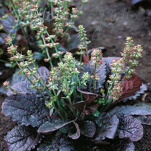 Salvia lyrata 'Purple Volcano' / Lyre Leaved Sage / Seeds
