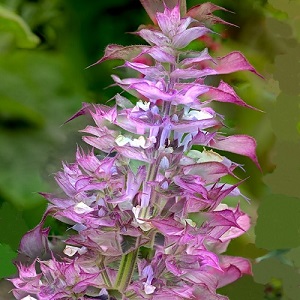 Salvia sclarea 'Vatican Pink' / Pink Clary Sage / Seeds