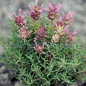 Thymus longiflorus / Long Flower Thyme / Seeds