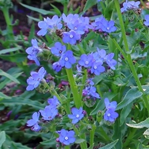 Anchusa capensis 'Blue Angel' / Cape Forget-Me-Not / Seeds