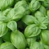 Basil Large Leaf Sweet / Italian Basil / Seeds