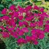 Calandrinia umbellata 'Ruby Tuesday' / Rock Purslane / Seeds