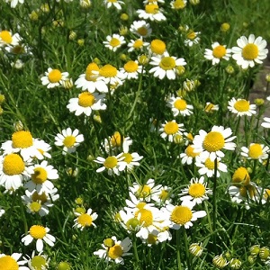 Chamomile Roman / Chamaemelum nobile  / Seeds