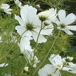 Cosmos Seeds