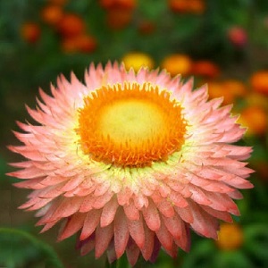 Helichrysum or Xerochrysum bracteatum 'Salmon' / Everlastings / Seeds