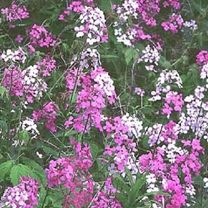 Hesperis matronalis 'Purple & White Mix' / Sweet Rocket / Seeds