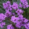 Hesperis matronalis 'Purpurea' / Sweet Rocket / Seeds