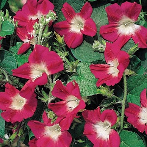 Morning Glory ‘Split Personality’ / Ipomoea purpurea / Seeds