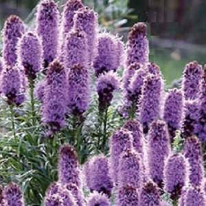 Liatris spicata 'Floristan Violet' / Blazing Stars / Seeds