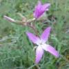 Matthiola bicornis / Night Scented Stock / Seeds