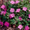 Oenothera kunthiana 'Glowing Magenta' / Dwarf Evening Primrose / Ozark Sundrops / Seeds