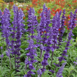 Salvia farinacea 'Victoria Blue' / Mealy Cup Sage / Seeds