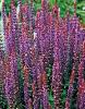 Salvia x superba 'Violet Queen' / Violet Sage / Seeds