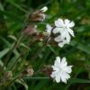 Silene latifolia / White Campion / British Wildflower / Seeds