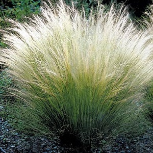 Stipa tenuissima 'Pony Tails' / Mexican Feather Grass / Seeds