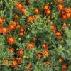 Tagetes tenuifolia 'Red Carpet' / Dwarf Signet Marigold / Seeds