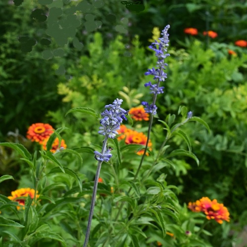 Tithonia or Mexican Sunflowers - How did they pass me by?!