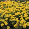 Alyssum montanum 'Mountain Gold' / Hardy evergreen /  Seeds