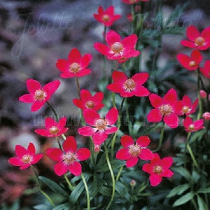 Anemone multifida 'Rubra' or 'Annabella Deep Pink' / Windflower / Seeds