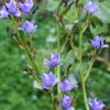 Aristea ecklonii or Blue Stars / Seeds