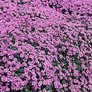 Aubrieta 'Purple Cascade' / Rock Cress / Seeds