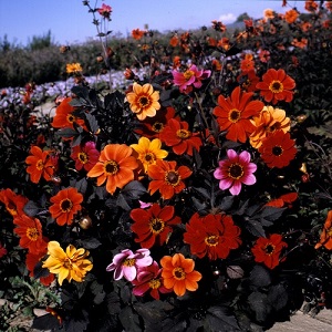 Dahlia variabilis 'Bishop's Children / Seeds