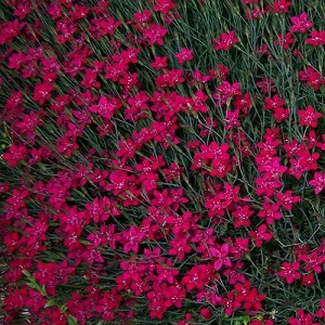 Dianthus deltoides 'Brilliant' / Maiden Pink / Seeds